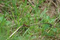Sympetrum sanguineum