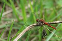 Sympetrum sanguineum