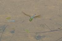 Anax imperator