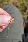 Sympecma fusca