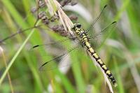 Onychogomphus forcipatus