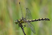 Onychogomphus forcipatus