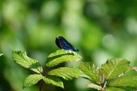 Calopteryx virgo