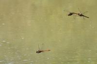 Sympetrum striolatum
