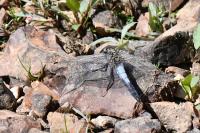 Orthetrum cancellatum