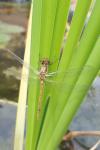 Sympetrum striolatum