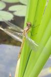 Sympetrum striolatum