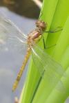 Sympetrum striolatum