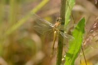 Sympetrum sanguineum
