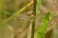 Sympetrum sanguineum