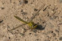 Gomphus pulchellus