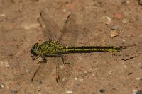 Gomphus pulchellus
