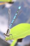 Coenagrion puella