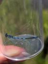 Coenagrion scitulum