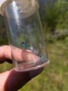 Enallagma cyathigerum