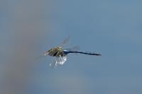 Anax imperator