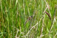 Libellula quadrimaculata