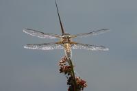 Libellula quadrimaculata