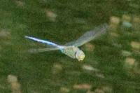 Anax imperator