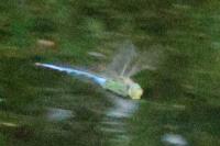 Anax imperator