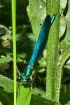Calopteryx virgo