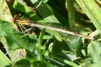 Platycnemis pennipes
