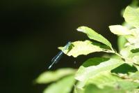 Coenagrion puella