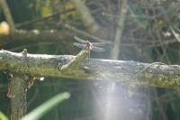 Libellula fulva