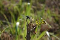 Libellula fulva