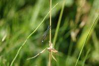 Ischnura elegans