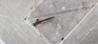 Somatochlora flavomaculata