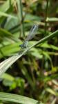 Platycnemis pennipes