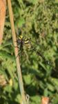 Cordulegaster boltonii