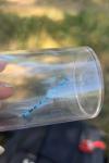 Enallagma cyathigerum