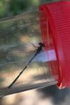 Coenagrion mercuriale