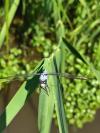 Orthetrum brunneum