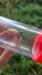 Sympetrum sanguineum