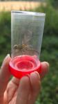 Sympetrum sanguineum