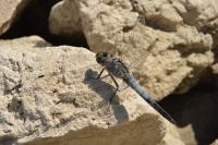 Orthetrum cancellatum