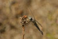 Orthetrum brunneum