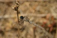 Orthetrum brunneum