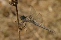 Orthetrum brunneum