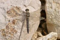 Orthetrum cancellatum