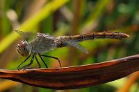 Sympetrum sanguineum