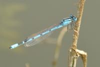 Enallagma cyathigerum