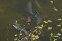 Coenagrion scitulum