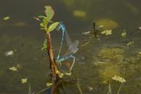 Coenagrion scitulum