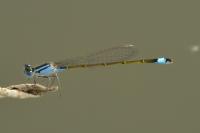 Ischnura elegans