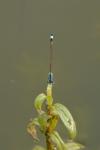 Ischnura elegans