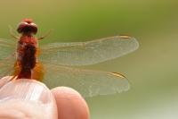 Crocothemis erythraea